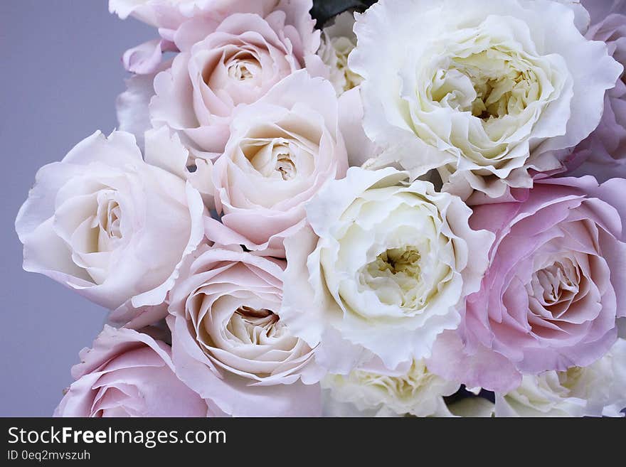 A bouquet of white and red roses. A bouquet of white and red roses.