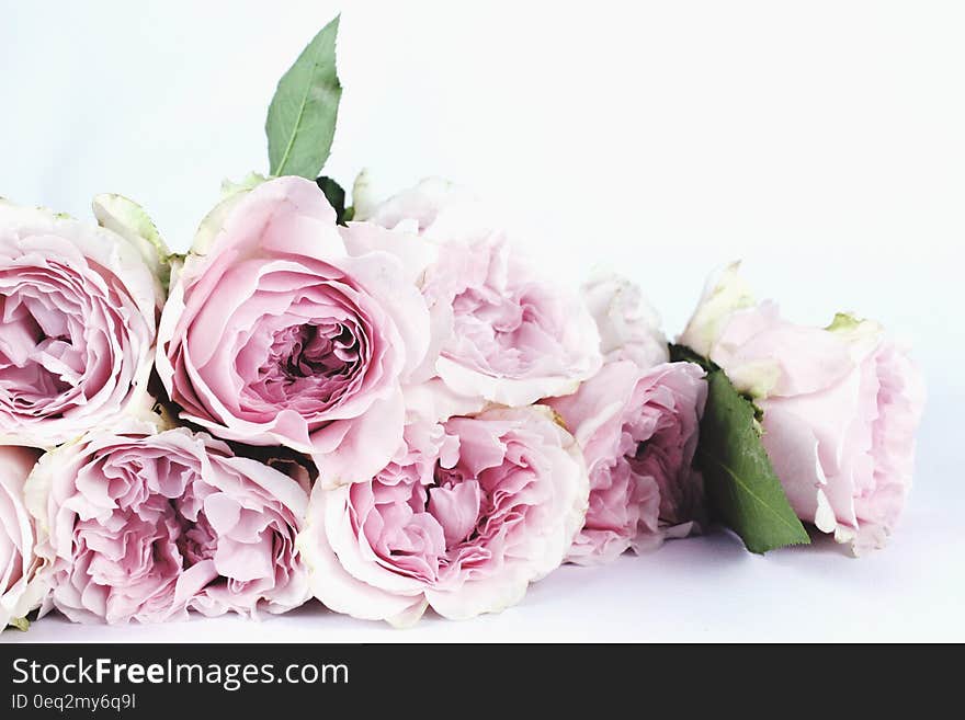 Bouquet of pale pink and white roses with green leaves, white background. Bouquet of pale pink and white roses with green leaves, white background.