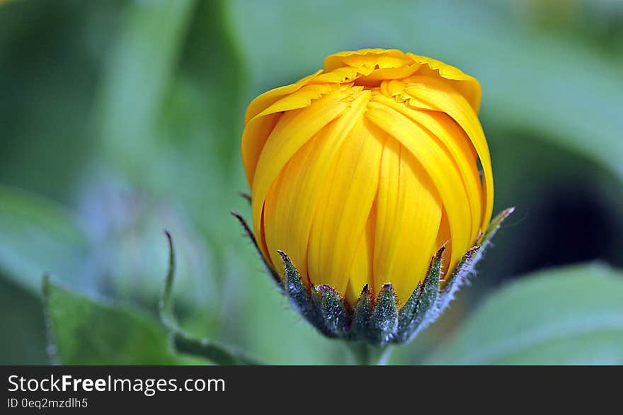 Yellow Flower Bud during Day Time