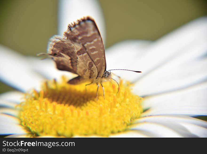 Macro view of brown butterfly on yellow flower.