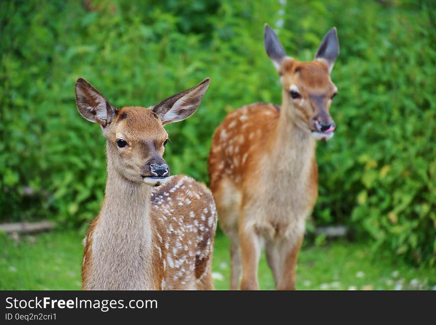 Brown and Gray Deer