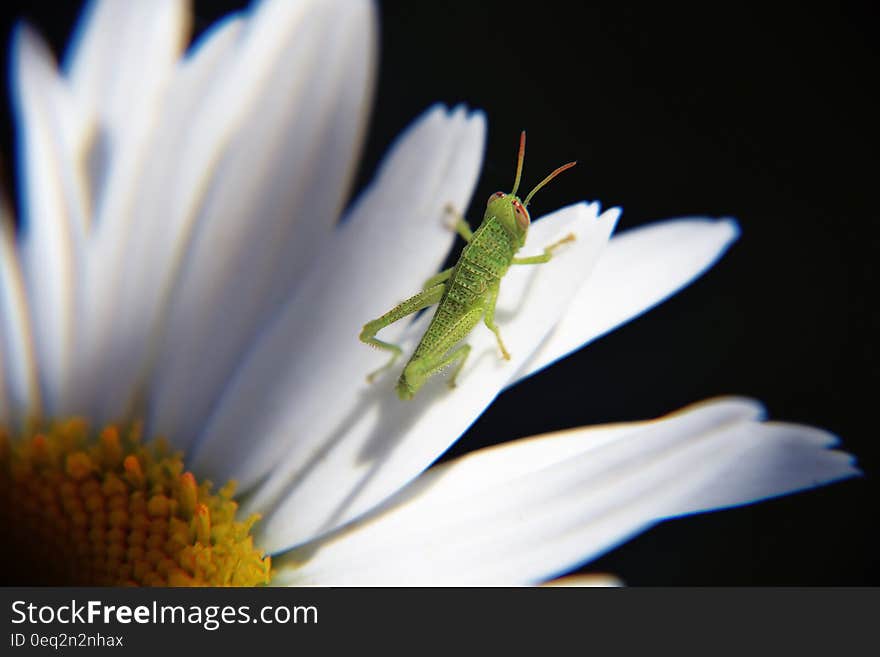 Macro view of green grasshopper on white daisy flower petals. Macro view of green grasshopper on white daisy flower petals.