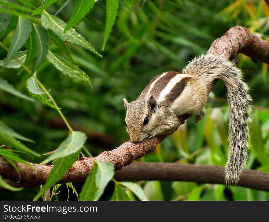 Squirrel resting on tree branch with green leaves in background. Squirrel resting on tree branch with green leaves in background.