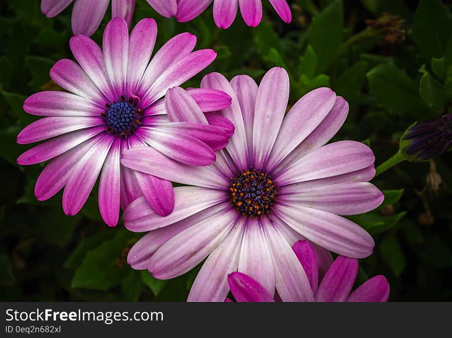 Pink Petaled Flower With Green Leaves Illustration