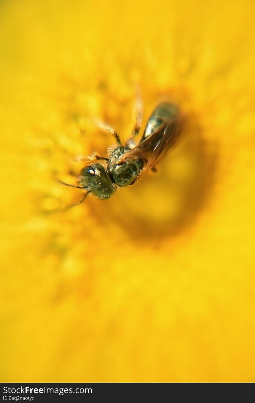 A close up of a bee pollinating a yellow flower. A close up of a bee pollinating a yellow flower.