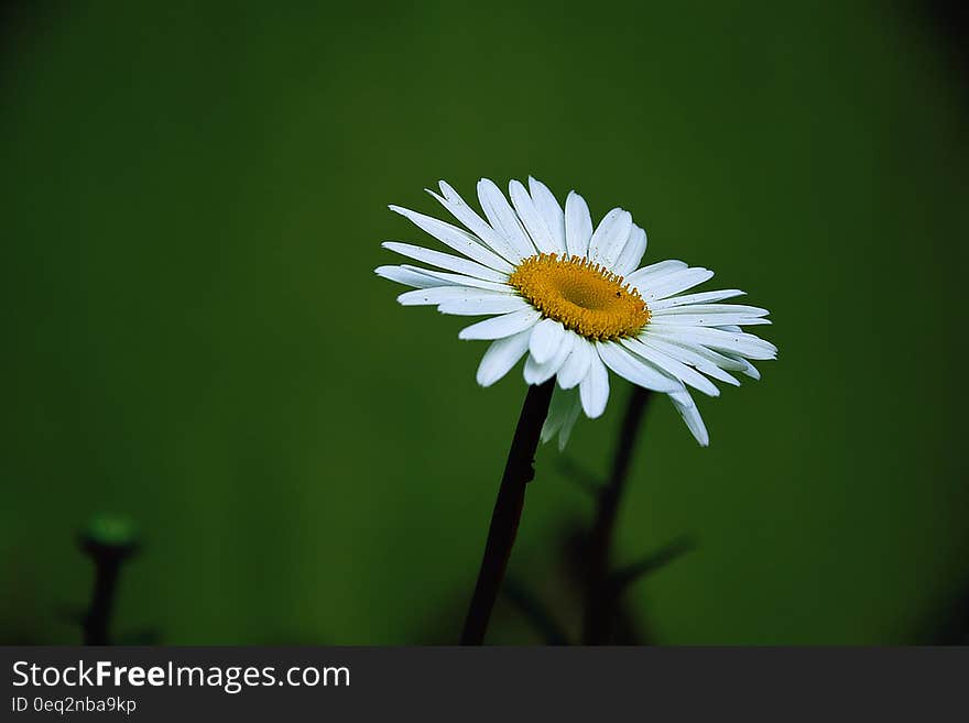 Yellow and White Daisy Flower