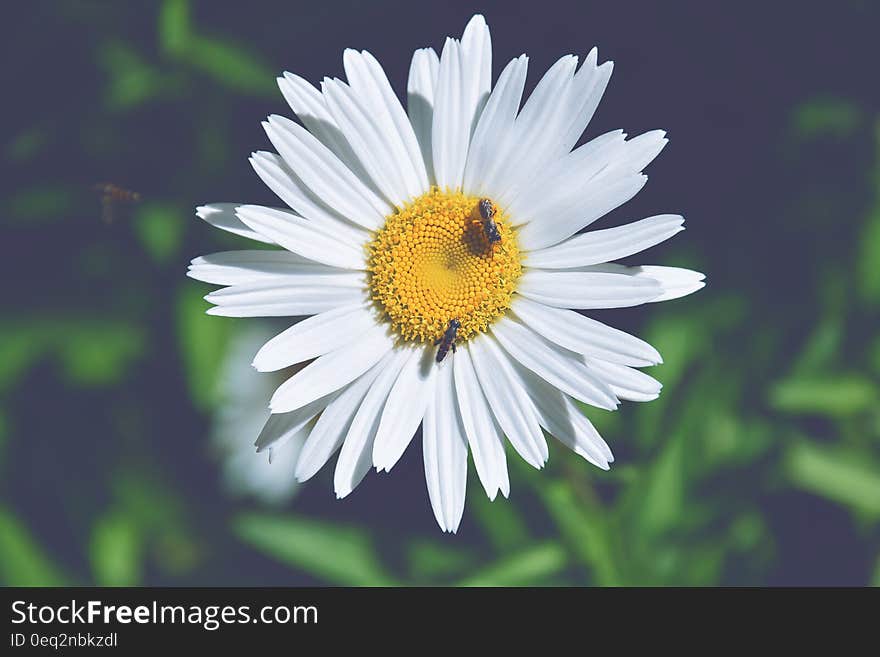 A close up of bees standing on a daisy flower. A close up of bees standing on a daisy flower.