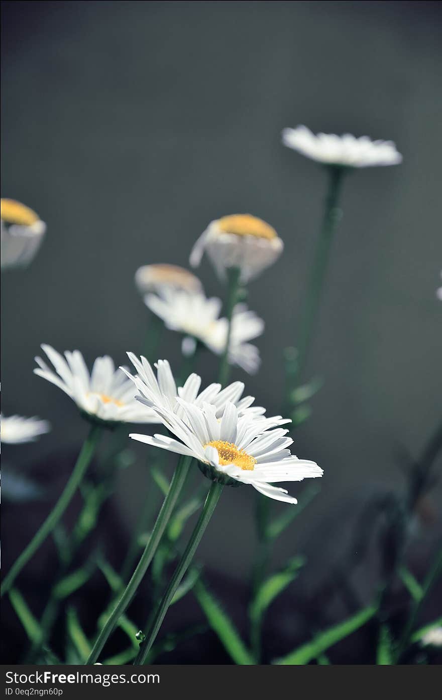 Closeup of white daisy-like flowers with a yellow center and a plain dark background. Closeup of white daisy-like flowers with a yellow center and a plain dark background.