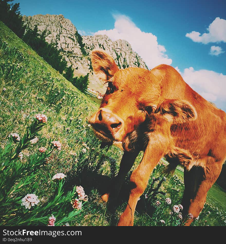 Brown Cow on Grass Field With Flowers