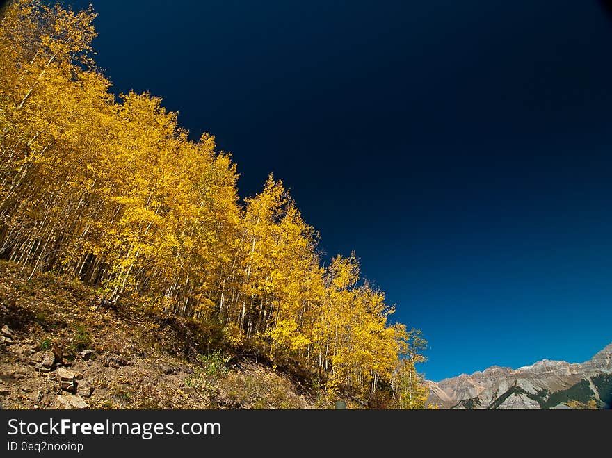 Yellow Leaf Tree on Brown Mountain Slope