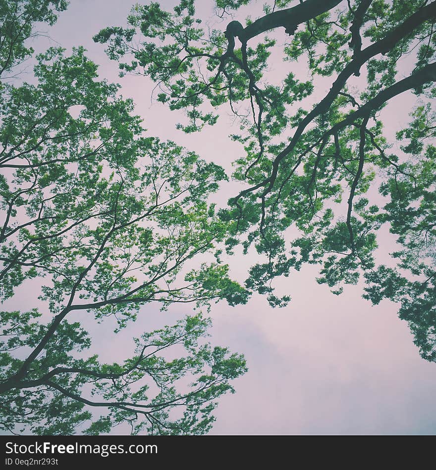 Green Trees Under Nimbus Clouds