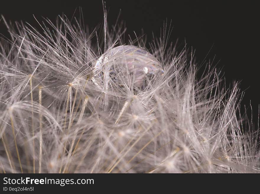 Close Up Photography of Water Drop on White Dandelion Flower