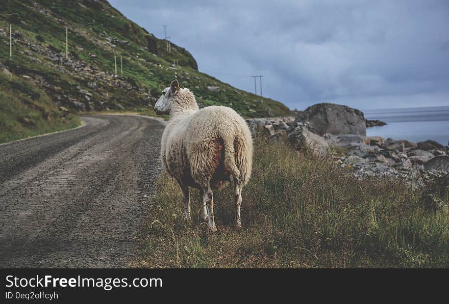 White Sheep Standing on Green Grass Near Sea