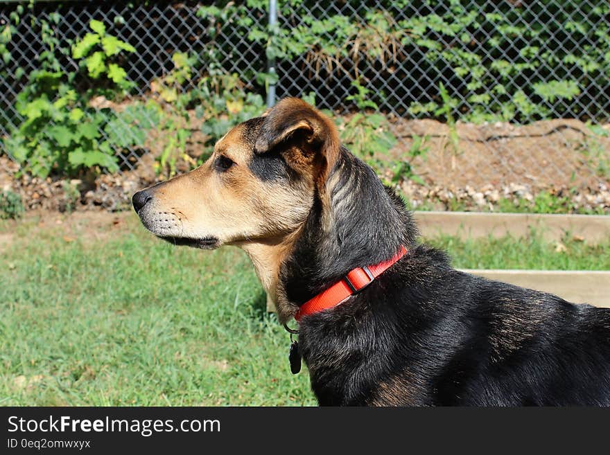 Black and Brown Short Coat Dog Standing on Green Grass Field