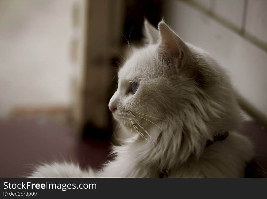 White Long Coat Cat