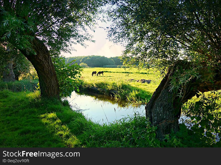 A river passing through a farmland with animals on the fields. A river passing through a farmland with animals on the fields.