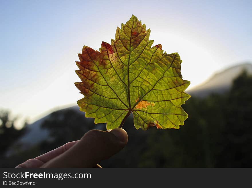 Fingers of person holding single autumn maple leaf outdoors with sky background.