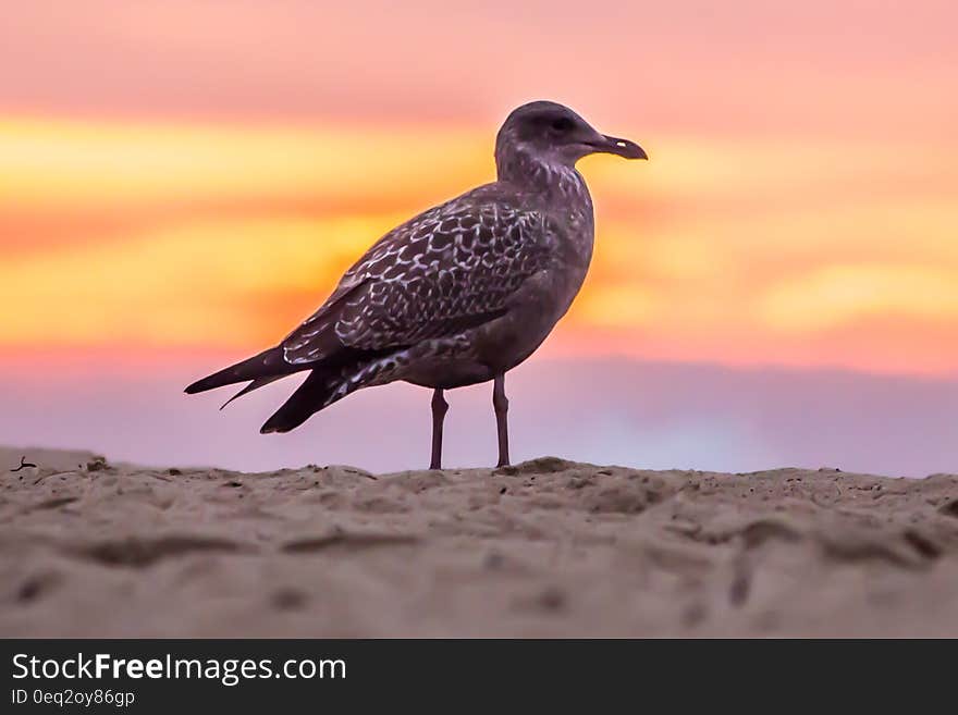 Grey Bird on White Beach Sand