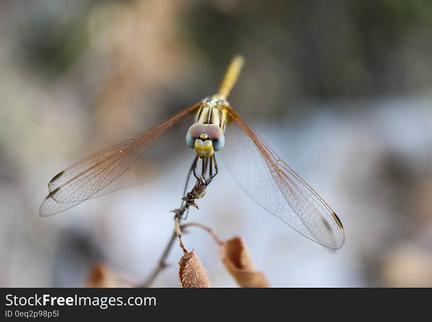 Elevated macro view of dragonfly. Elevated macro view of dragonfly.