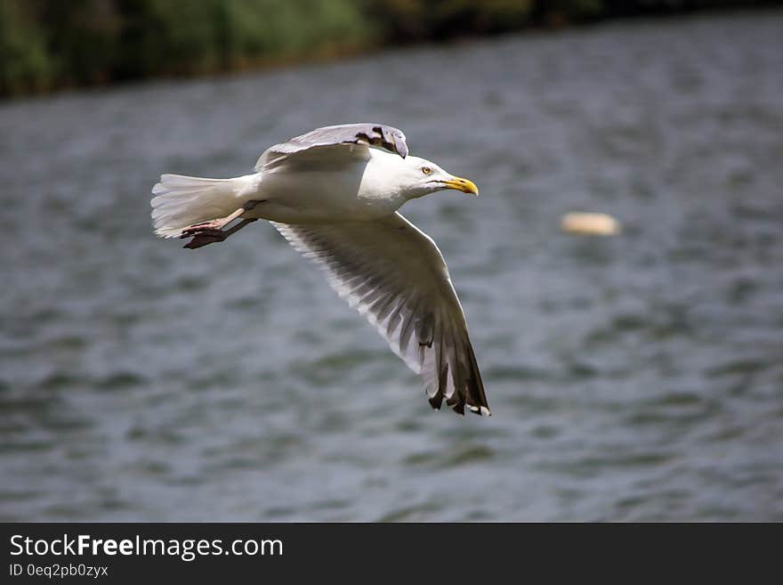 Seagull Flying Above the Sea during Day Time