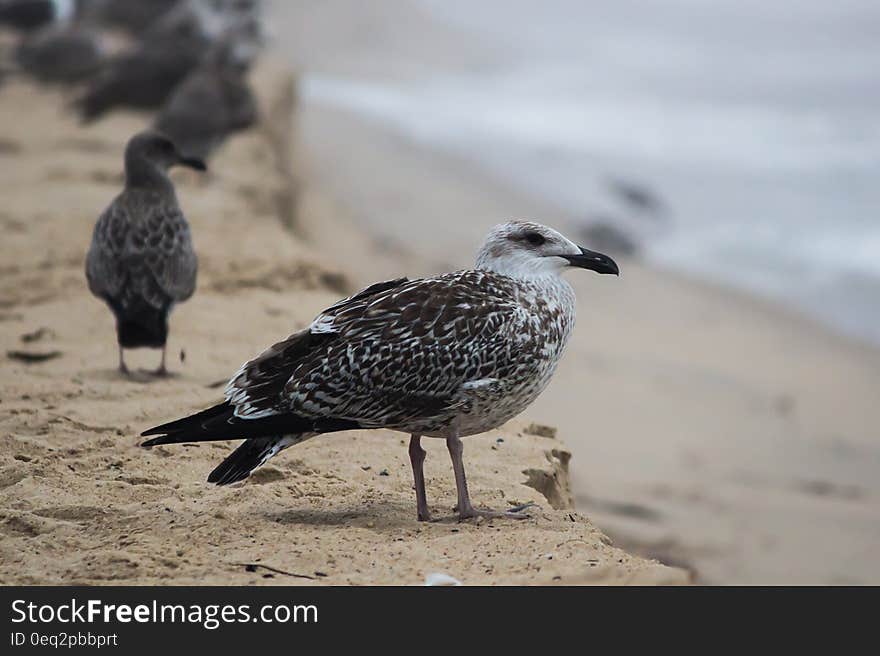 Black and White Bird on Brown Sand