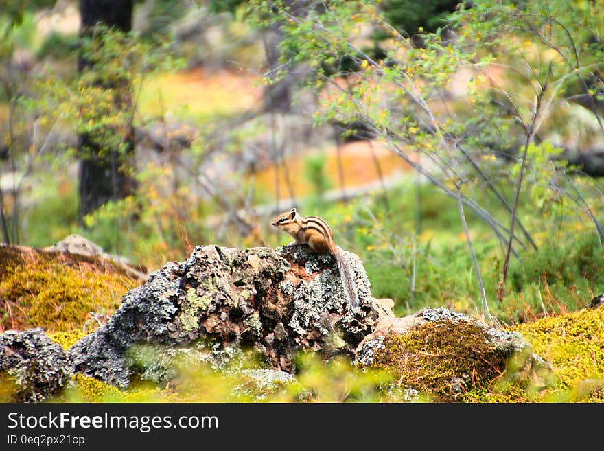 Beige and Black Chipmunk Standing on Grey Rocks Beside Green Tree Plants