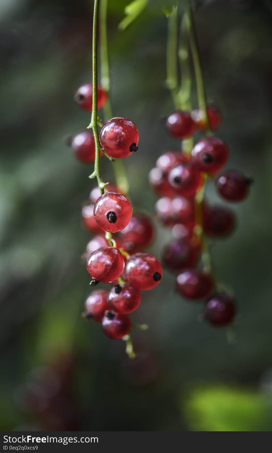 Focus Photography of Red Round Fruit