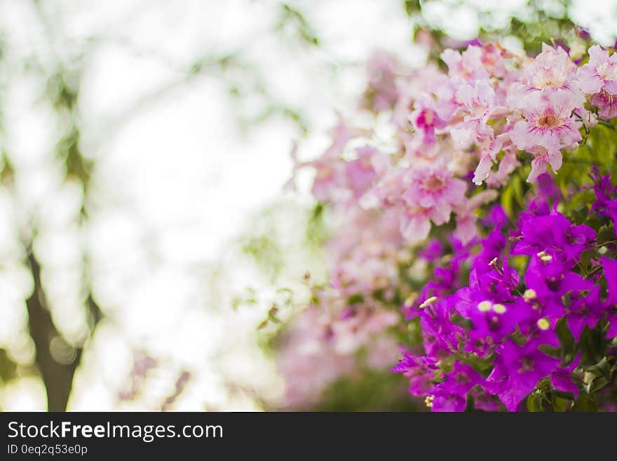 Purple and Pink Flowers in Selective Focus Photography