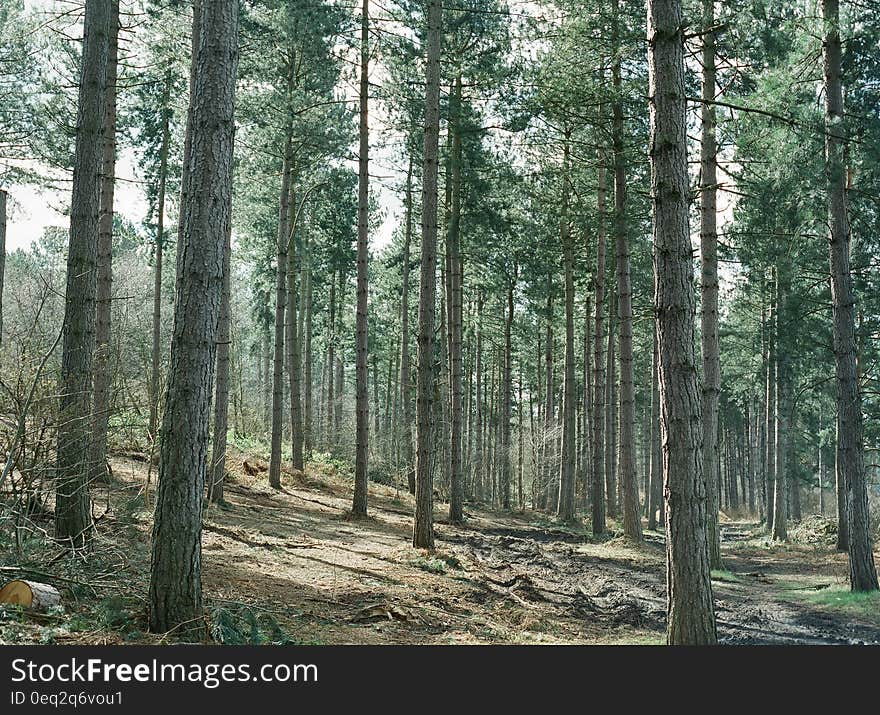 Scenic view of pine tree in coniferous forest. Scenic view of pine tree in coniferous forest.