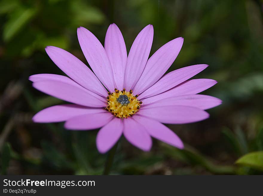 Purple Petal Flower