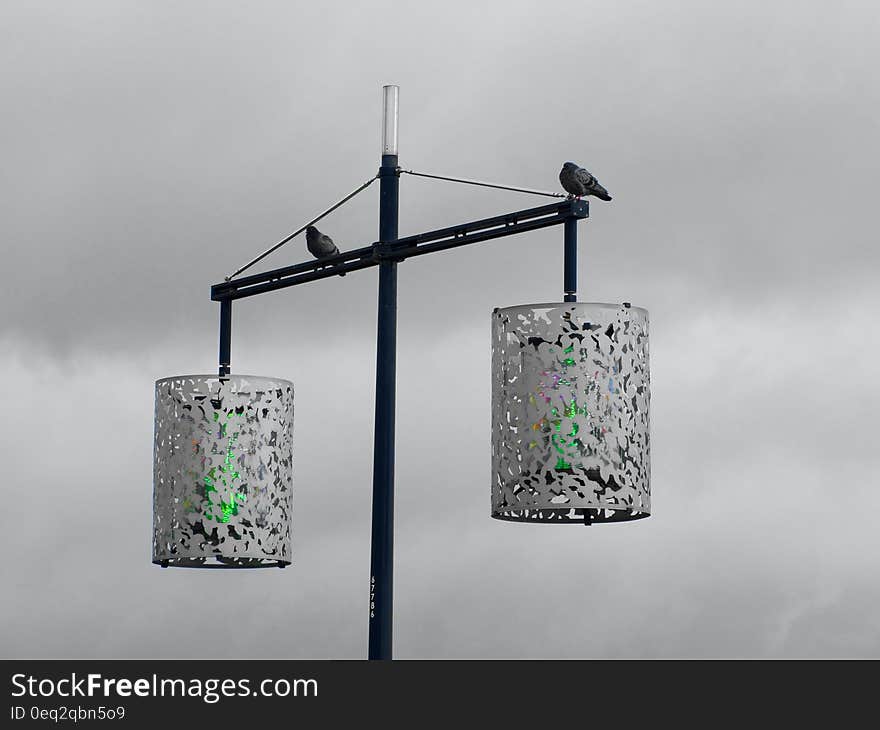 2 Street Light With 2 Bird Grayscale Photography