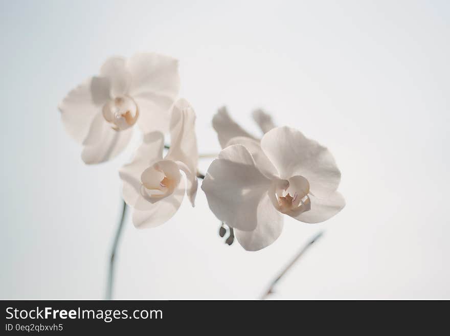 White Moth Orchid