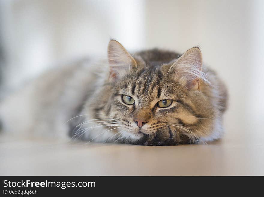 Gray Tabby Cat on Brown Floor