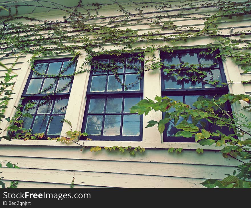 3 Closed Window Pane Slightly Covered With Green Vines at Daytime