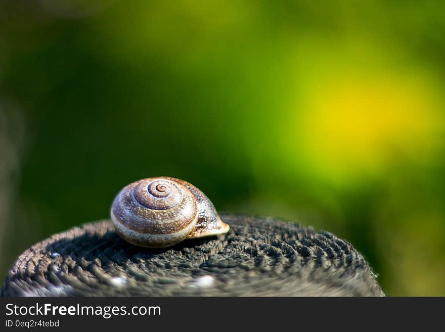 A closeup of a snail