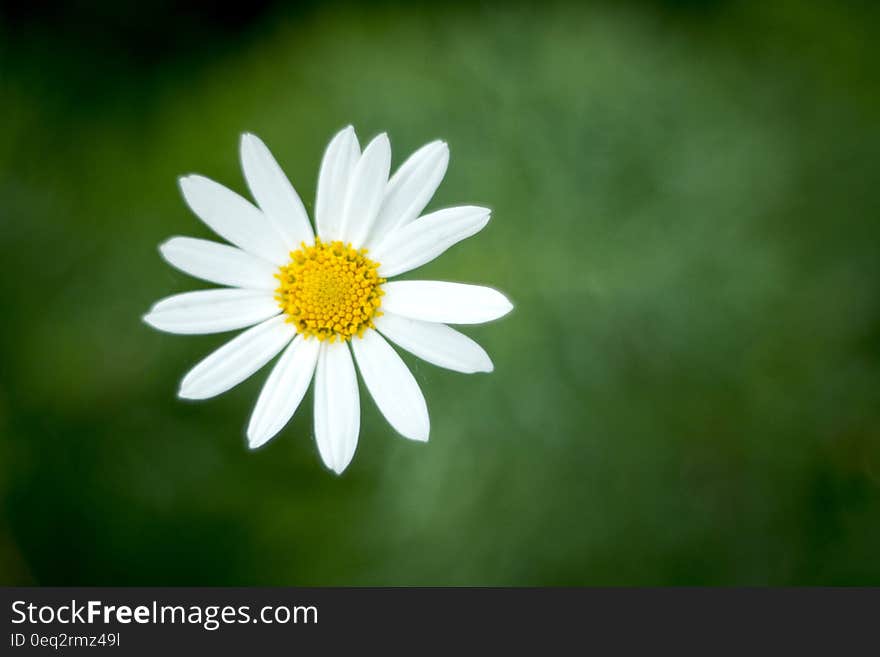 Overhead view of single blooming daisy flower with green nature background and copy space.