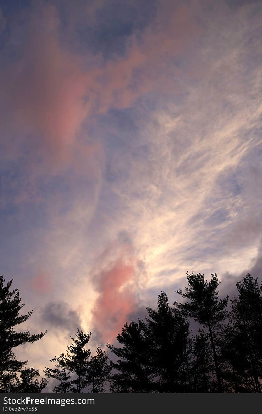 Vertical view of dramatic cloudscape over silhouetted trees. Vertical view of dramatic cloudscape over silhouetted trees.