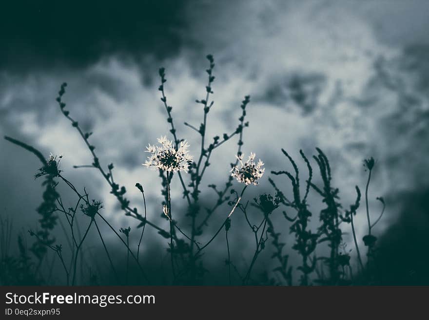 Grayscale Photo of Flower