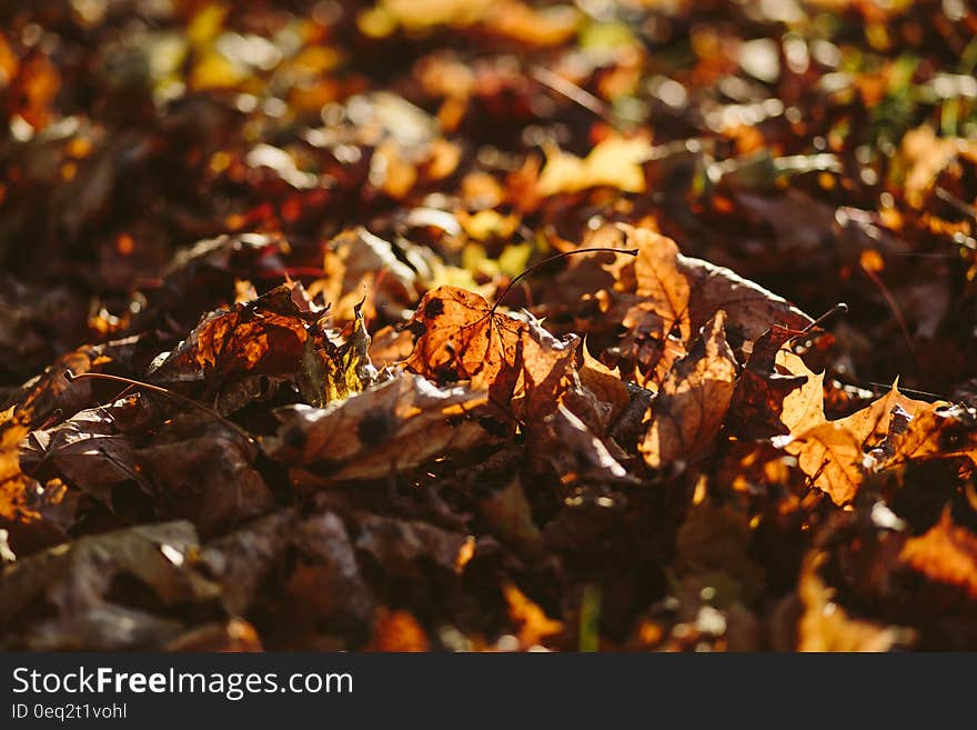 Dried Up Maple Leafs on Ground Selective Focus Photography