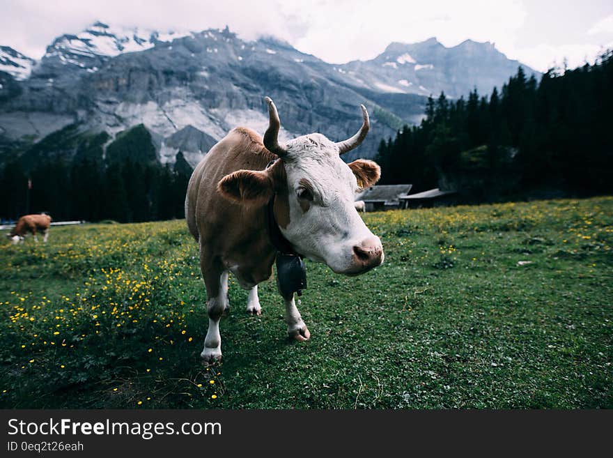 White and Brown Cow Near Mountain during Daytime