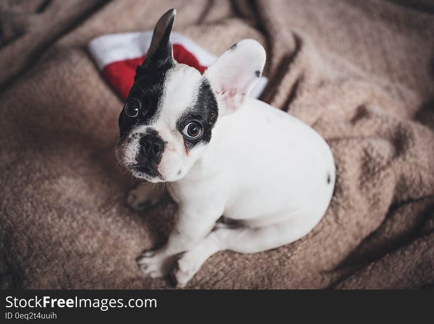 A French bulldog sitting on blanket.