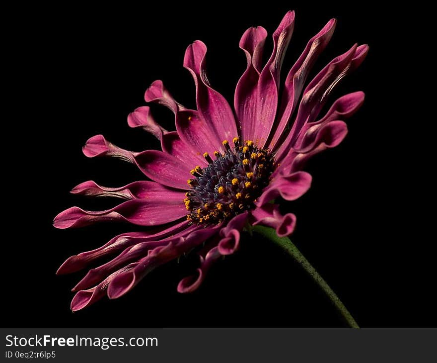 A spoon cultivar of a red daisy flower on black dark background. A spoon cultivar of a red daisy flower on black dark background.