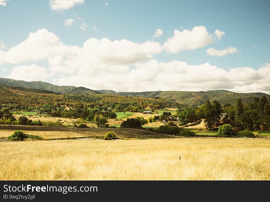 Landscape with a yellow field. Landscape with a yellow field