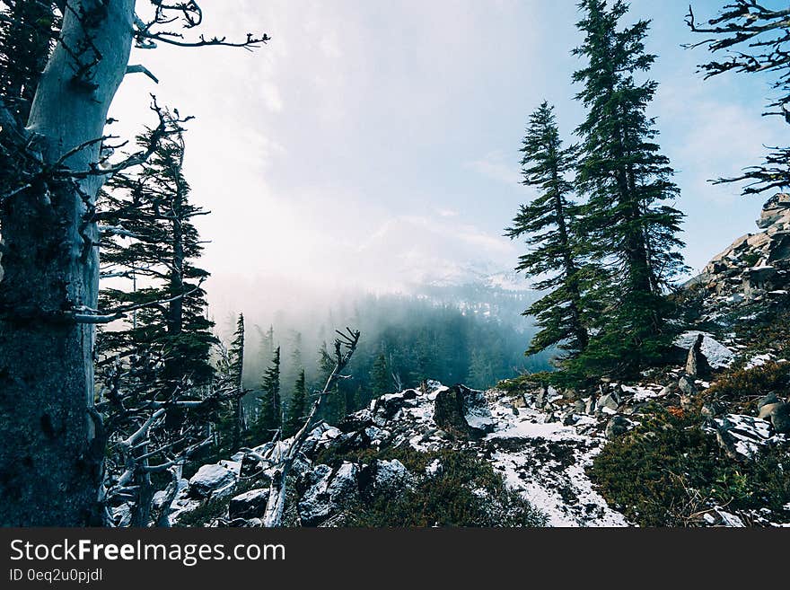 Forest trees in the mountains during winter