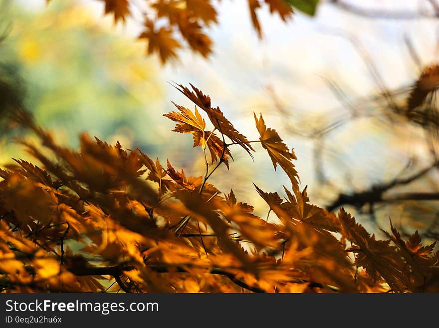 Brown Dry Leaves