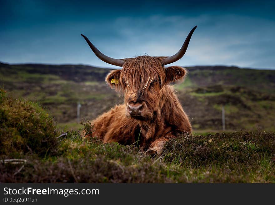 Brown Long Coat Cow Lying on Green Grass