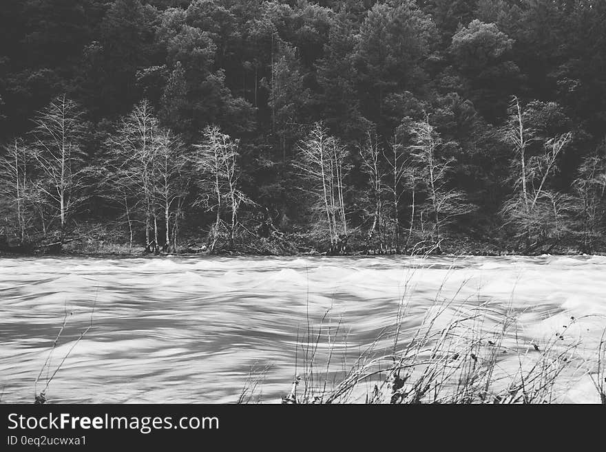 A forest seen from the distance shot in black and white. A forest seen from the distance shot in black and white