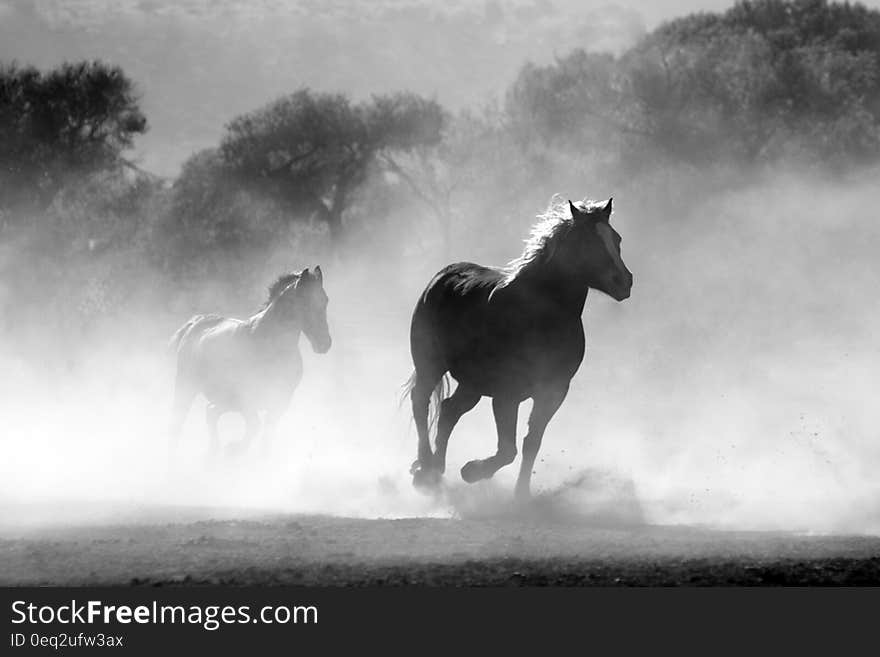 Brown and White Stallions Running in a Field