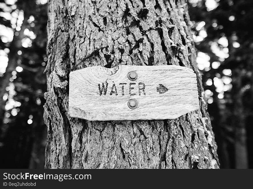 A closeup of a tree crust in black and white.