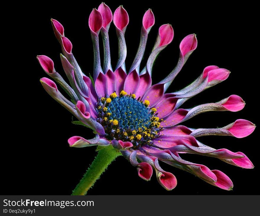 Macro Photography of Pink and White Multi Petaled Flower